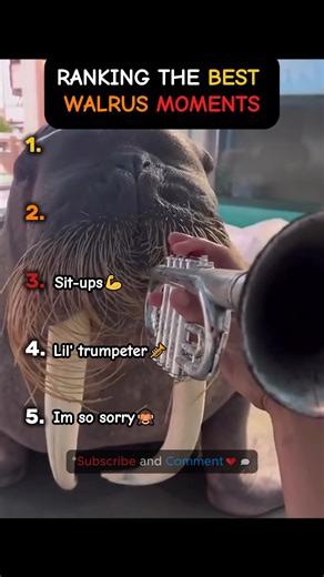 Ranking the Best Walrus Moments 🦭✨#shorts