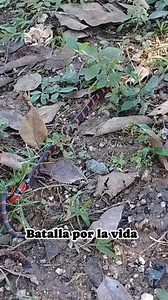 163K views · 728 reactions | Culebra vs falsa coral #snake #tendencia #viralreels | Sora y las serpientes | Facebook