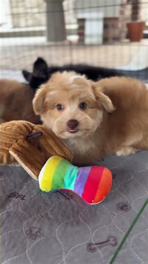 Our Sweet Pomapoo Puppies🩵