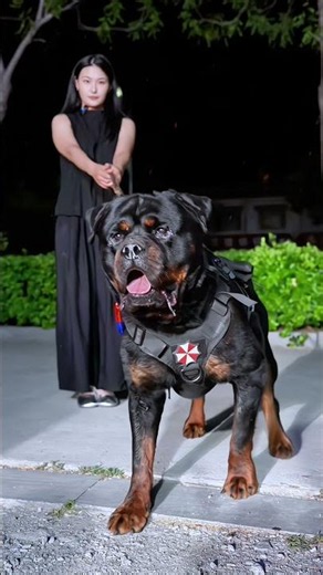 Rottweiler #Guard Dog
