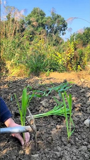 Planting Pearl millet plants Tutorial #farming #shorts