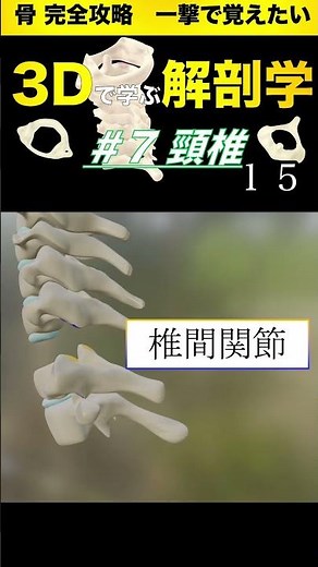椎間関節ってどこだ？ 【3Dで学ぶ解剖学】徹底解説👌これを見れば頸椎の構造が丸わかり❗️ #頸椎