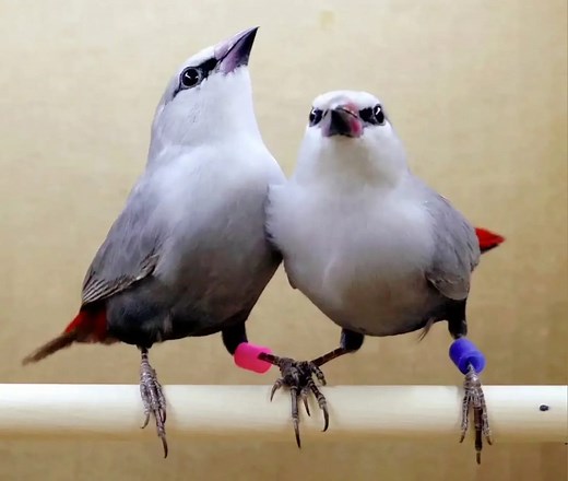 In this video, I'll walk you through some of the key differences between monomorphic finch species—those where males and females look nearly identical. Whether you're an avid birdwatcher, an ornithology student, or just curious about finch identification, this guide will help you distinguish some species based on subtle physical traits. | Paradise Aviary