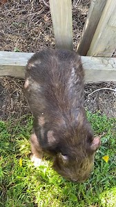 44K views · 10K reactions | Wombat Rescue volunteers continued our...