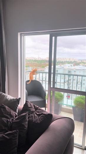 Gato Caindo: A Diversão em Boo Foo e Gossip