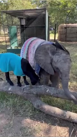 41K views · 1.9K reactions | Update on Beatrix! ✨Beatrix is doing...