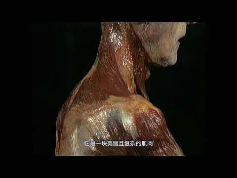 艾氏解剖｜从躯干到肩胛骨的肌肉