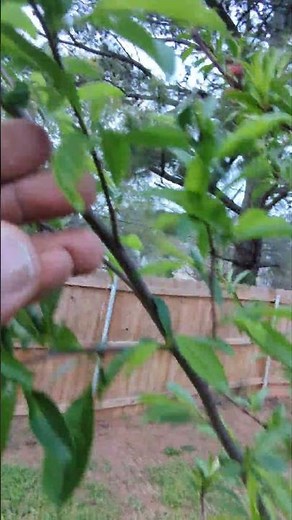 This Amazing Tree Grows 3 Kinds of Fruit | Fruit Cocktail Tree