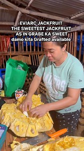 EVIARC JACKFRUIT GRAFTED AVAILABLE | Anastacia Fruit Bearing Trees