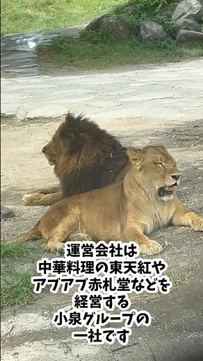 開園50周年！アフリカンサファリの経営が安定している理由と幸せなライオンたち#アフリカンサファリ #50周年 #動物園経営