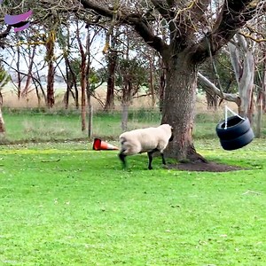 15M views · 71K reactions | When animals get angry | Xenia Tchoumitcheva | Facebook