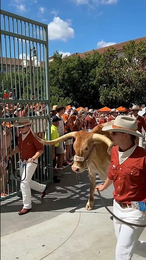 Bevo is ready to go!