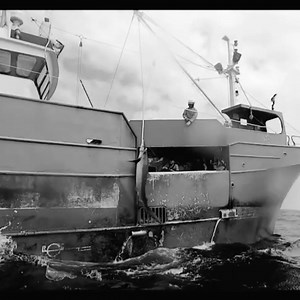 3.8K views · 383 reactions | The global shark population has declined...