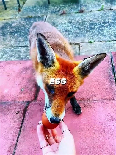 How a Scared Fox Became My Cuddle Buddy