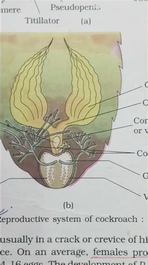 Reproductive system of cockroach 😍 NCERT diagram 🔥💯 #biology #previousyearquestions #ncert #exam