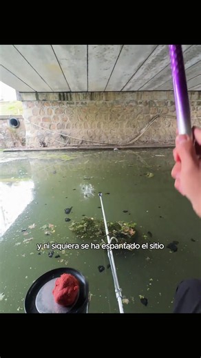 River Fishing with Natural Bait: Pesca con caña en río