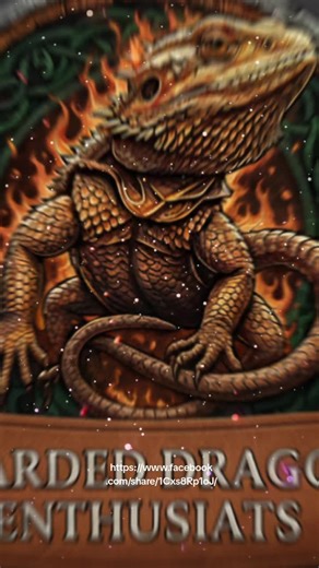 Bearded Dragons #fyp #beardeddragon