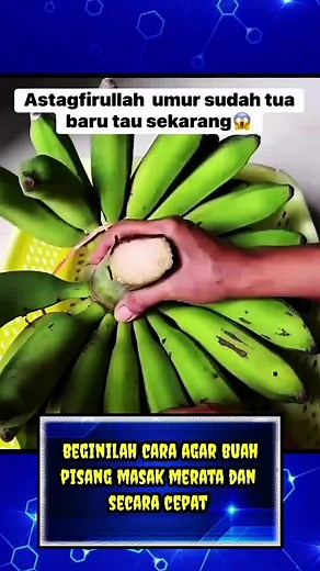 Cara Cepat Mematangkan Buah Pisang Tanpa Bahan Kimia
