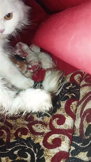 cute cat Giving birth to the most Beautiful Fourth kitten of the world