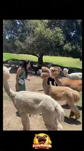 Everyone Got Spit On #shorts #alpaca #funnyanimals #animals #pets