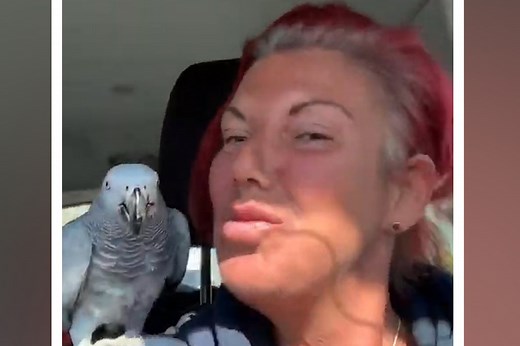 Parrot owner squawks in the street for lost bird: ‘Chanel!’