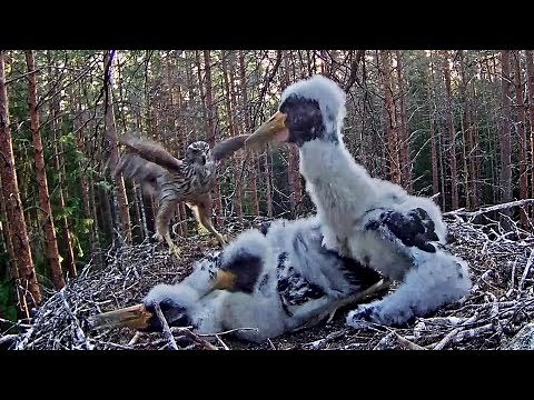 Must-toonekurg ~Storklet falls out of the nest during a goshawk attack~5:39 AM 2019/06/20