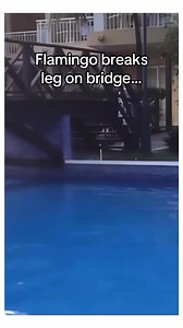 67K views · 3.7K reactions | Flamingo breaks leg on bridge #wholesome #animals | StoryTime | Facebook