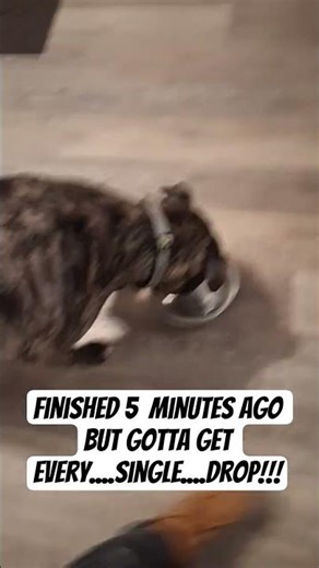 ONE HUNGRY PUP!! #locoslife #locothepit #dinnertime #brindle #hungry #fyp