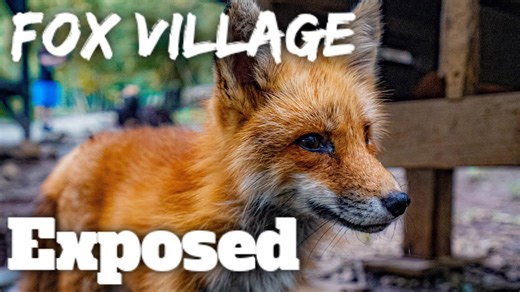 I was shocked by Fox Village Japan! 😳