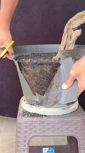 🪴handling a vitex trifolia (legundi) bonsai that has lived in a pot for a long time#bonsai #bonsaiindonesia #fblifestyle #localart #handmadecrafts #gardening | Ara Jaber Bonsai
