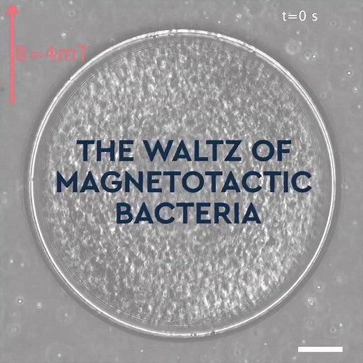 The Waltz of magnetotactic bacteria