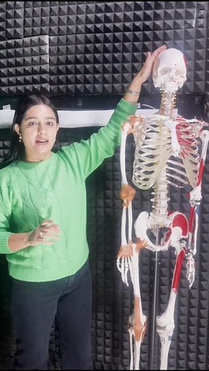 Human Skeleton System in 30 Seconds | Class 10 Biology Quick Revision #shorts #ytshorts #class10