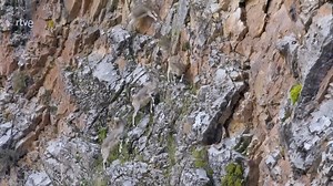 El reino del hielo del 🐆 LEOPARDO DE LAS NIEVES A medida que el invierno pierde su control sobre la meseta tibetana, una leopardo de las nieves embarazada busca un nuevo lugar en un valle secreto, donde encontrará una guarida para parir dos crías. Pero un macho ya ha reclamado el valle y si encuentra a sus cachorros, seguramente querrá matarlos. Los mantiene cerca, ocultos de miradas indiscretas, pero debe aventurarse a cazar sola. Ella es una hábil depredadora que se ve obligada a lidiar con l