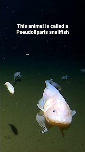 Deepest fish 🐠 8,336 metres by the Pseudoliparis snailfish