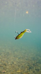 The Wingman underwater, shown here with the strolling technique. Strolling is especially effective with live scope, letting you keep the bait in the strike zone longer and present it naturally to fish you can see. The key is a slow, controlled pull that keeps the lure gliding with just enough action to trigger strikes. But strolling is only one of the Wingman’s strengths. It is also highly effective with traditional retrieves, vertical presentations, and other finesse techniques. Versatile, subt
