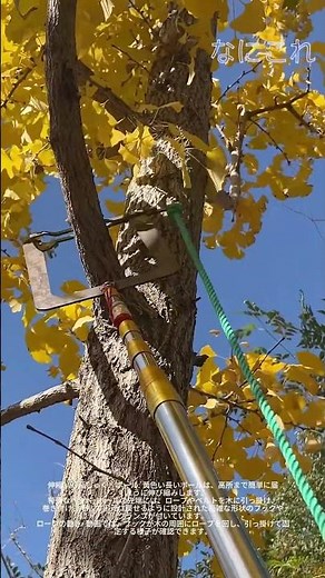 【高所作業の必需品】地上から安全を確保！ツリークライミング用「ロープセッター」
