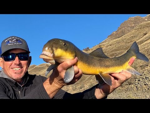 BIG LIPPED *SUCKER* FISH Catch Clean and Cook BlueGabe Style