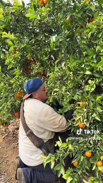 Este amigo dice que ya deberían pagar la caja a $60 #trabajo #viral #agriculture #work #usa