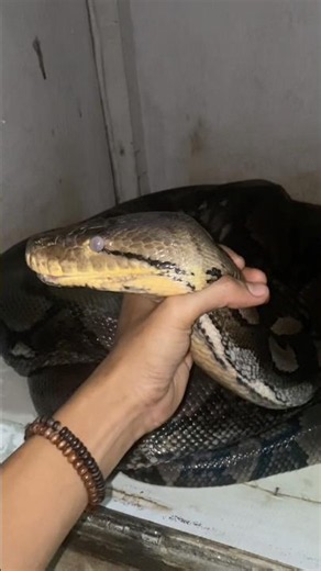 The appearance of the Borneo Python monster #bigsnake