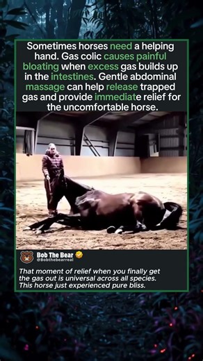Horse Gets Ultimate Gas Relief