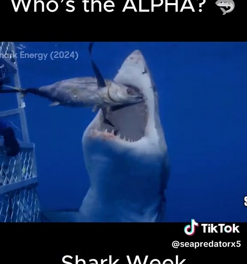 Shark Feeding Frenzy: Brutus Takes Lead, New Female Arrives!