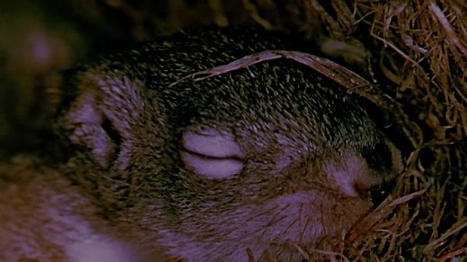 Perri (1957) (1080p)🌻 Movies