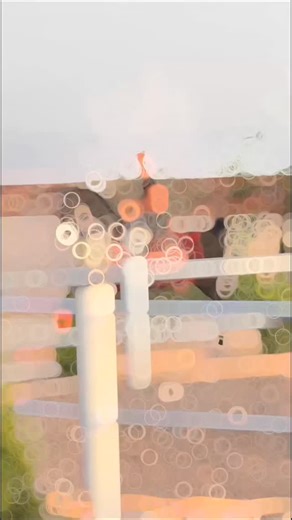 mahoor on Instagram‎: "#ماهور #باشگاه_سوارکاری_مروج #اسب_فروشی #اسب_کرد #اسب_عرب #اسب_اصیل #اسبسواری #عبودی #اسب_دره_شوری"‎