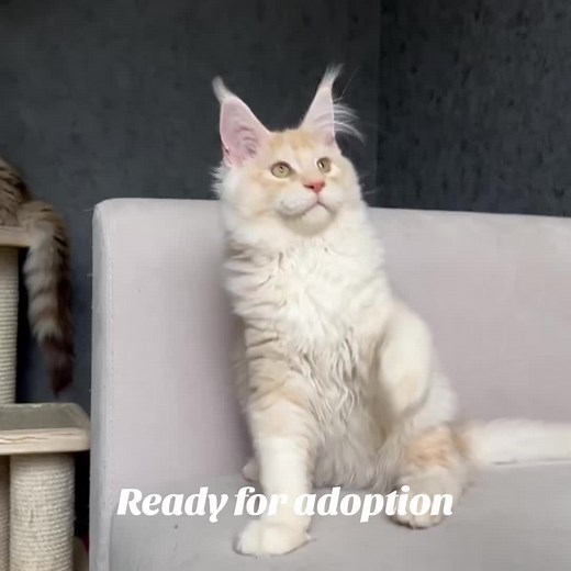 Beautiful Maine Coon kittens available for adoption. Known for their large size, silky coats, and affectionate personalities. These kittens are playful, intelligent, and love human interaction. Maine Coon kittens for adoption, Maine Coon near me, gentle family cats Hashtags: #MaineCoonCat #AdoptMaineCoon #KittenLove #PetAdoption #maine