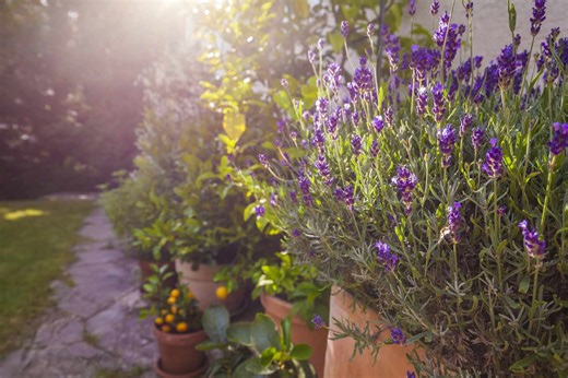 10 Perennial Herbs That Come Back Year After Year