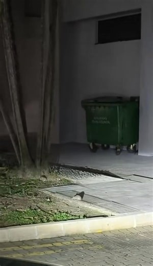 Wow…….there is a whole pack of rats. OoOps 🤭 | Opposition Of Oppositions Singapore