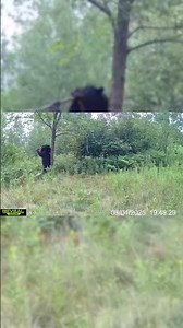 This is that bears tree now...🫣