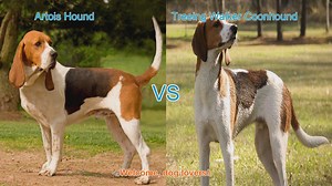 Artois Hound vs. Treeing Walker Coonhound: A Comprehensive Comparison