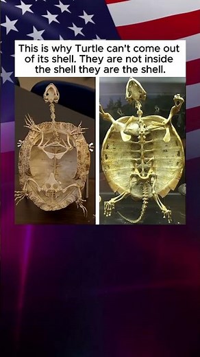 The Turtle Is Its Shell