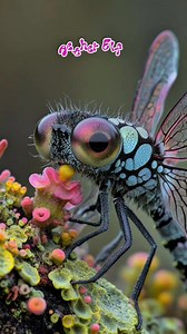 50K views · 2.4K reactions | Dragonflies and moonbeams! #insect #scifi #fantasy #aliens #dragonflies | Aether Elf | Facebook
